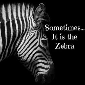Zebra & caption - Sometimes it is the Zebra