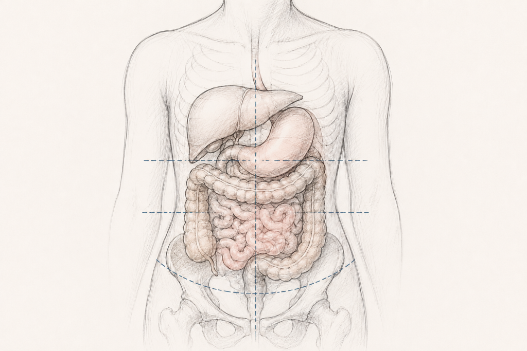 Medical illustration of the torso showing the stomach, liver, small intestine, and colon in their normal anatomical positions. Fine blue dashed reference lines and a curved pelvic line indicate anatomical landmarks used to illustrate organ position when discussing visceroptosis (downward displacement of abdominal organs). The organs are rendered in a soft pencil-sketch style with subtle beige and pink tones against a light background.