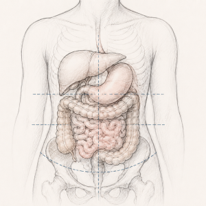 Medical illustration of the torso showing the stomach, liver, small intestine, and colon in their normal anatomical positions. Fine blue dashed reference lines and a curved pelvic line indicate anatomical landmarks used to illustrate organ position when discussing visceroptosis (downward displacement of abdominal organs). The organs are rendered in a soft pencil-sketch style with subtle beige and pink tones against a light background.