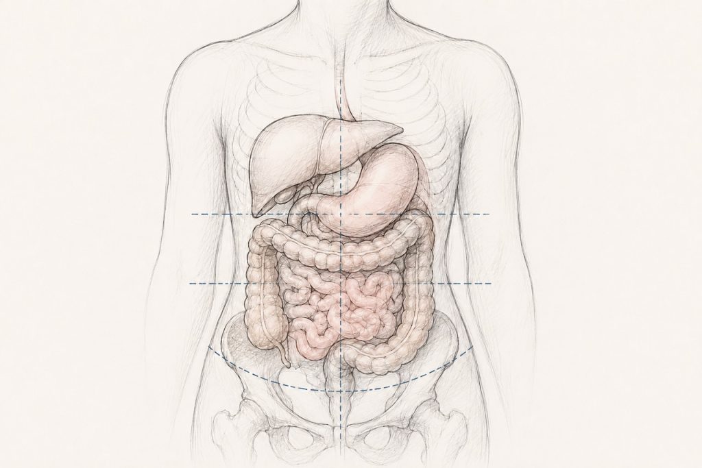 Medical illustration of the torso showing the stomach, liver, small intestine, and colon in their normal anatomical positions. Fine blue dashed reference lines and a curved pelvic line indicate anatomical landmarks used to illustrate organ position when discussing visceroptosis (downward displacement of abdominal organs). The organs are rendered in a soft pencil-sketch style with subtle beige and pink tones against a light background.