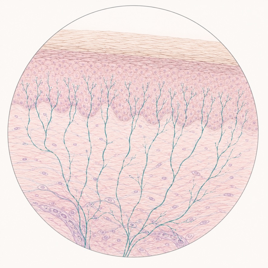 Illustration of a circular magnified cross-section of human skin showing fine teal intraepidermal nerve fibers extending from the dermis into the epidermis. The minimalist medical-style drawing depicts the microscopic nerve endings evaluated in skin punch biopsies for small fiber neuropathy (SFN), using soft pink, beige, and teal watercolor tones on a white background.